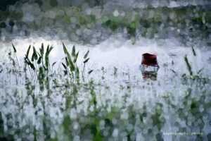 Crawfish Season Impressionistic Art Print Louisiana Seafood